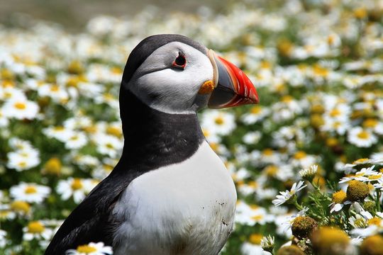 An Atlantic Puffin on Skomer Island, Pembrokeshire..